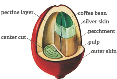 Coltivazione del caffè: struttura della drupa